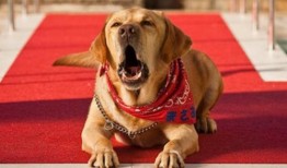 宠物当家在线观看,萌宠生活大揭秘，在线观看带你走进宠物世界