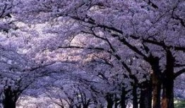 樱花独家爆料视频大全