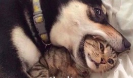 二哈吃瓜娱乐圈百度云