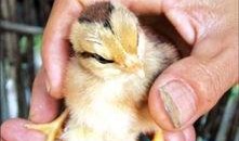 朱先生最新爆料,揭秘娱乐圈惊天秘密！