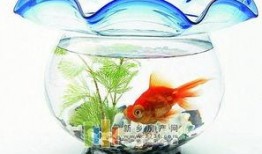 娱乐吃瓜小金鱼小说,小金鱼吃瓜记