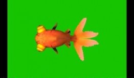 金鱼爆料视频大全,揭秘视频大全中的精彩瞬间