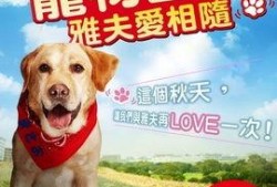 宠物当家在线观看,萌宠生活大揭秘，在线观看带你走进宠物世界