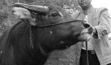 大铁牛在线观看,探寻传奇巨兽的神秘之旅