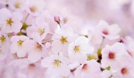 樱花独家爆料视频大全