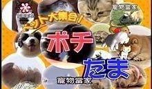 宠物当家在线观看,萌宠生活大揭秘，在线观看带你走进宠物世界