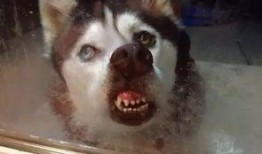 二哈吃瓜娱乐圈百度云