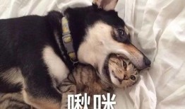 南京爆料二哈暴警视频,网络曝光引发社会关注