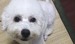 浪漫波比熊爆料视频播放,网友直呼“笑到肚子疼”！