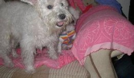 浪漫波比熊爆料视频播放,网友直呼“笑到肚子疼”！